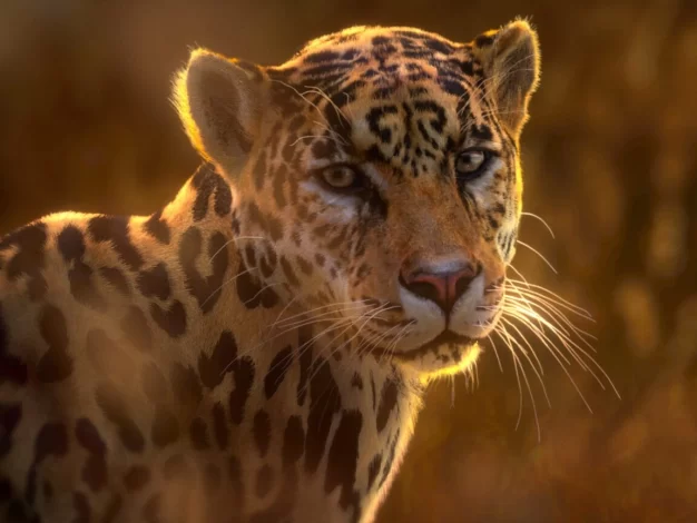 捷豹 (Panthera Onca) 动漫 | Blender 3D模型Vfx Grace